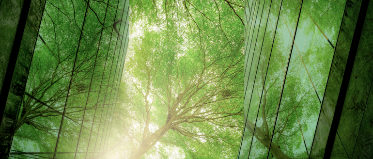 Trees reflected in buildings