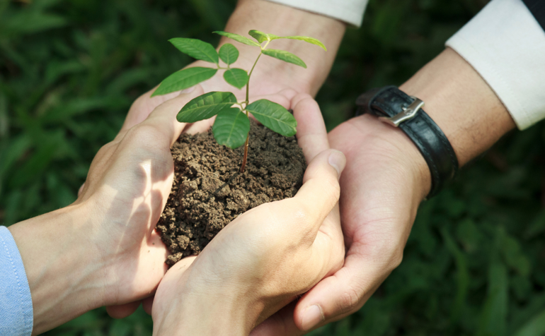 Photo shows two people's hands holding a tree sapling