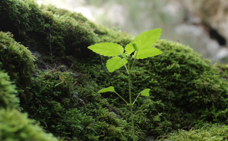 Leaf in a forest representing the environment
